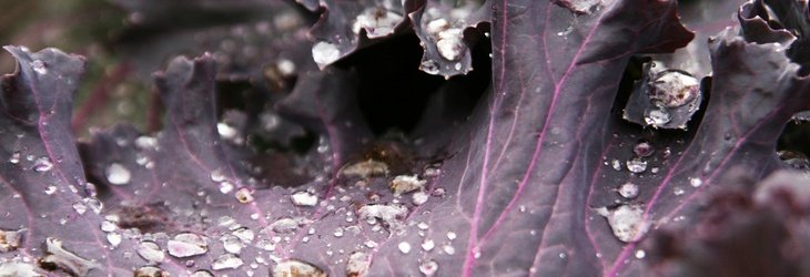 benefits-of-purple-cabbage-juicerecipes