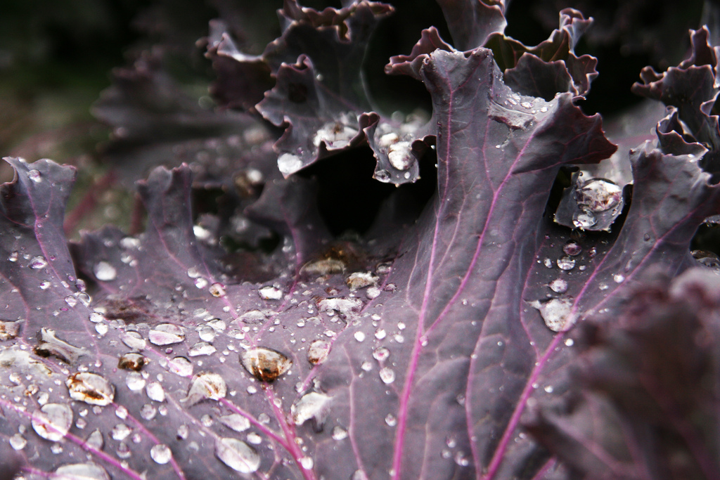 Benefits of Purple Cabbage
